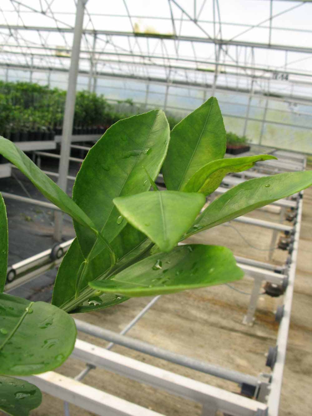            Leaves (Phillip Rucks Citrus Nursery, Frostproof, FL)   
